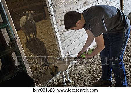 Stock Image - Mixed race boy feeding lamb on farm. Fotosearch