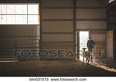 Stock Photography - Mixed race boy looking at sheep in barn. Fotosearch