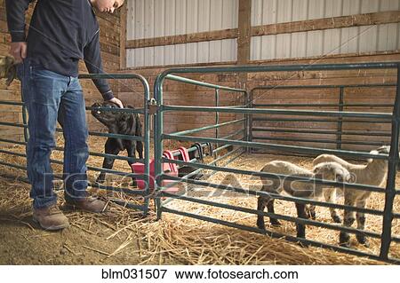 Stock Photo - Mixed race boy petting calf in barn. Fotosearch