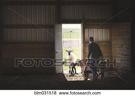Stock Photo - Mixed race boy pushing wheelbarrow to sheep in barn. Fotosearch