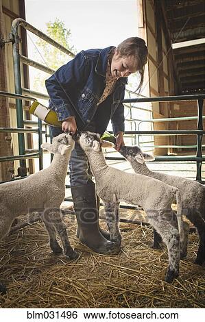 Stock Photograph - Mixed race girl feeding calf and lambs in barn. Fotosearch