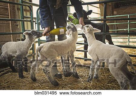 Mixed race girl feeding calf and lambs in barn View Large Photo Image Stock Photography - Mixed race girl feeding calf and lambs in barn. Fotosearch
