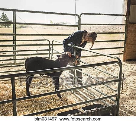 Mixed race girl petting calf in barn View Large Photo Image Stock Photo - Mixed race girl petting calf in barn. Fotosearch