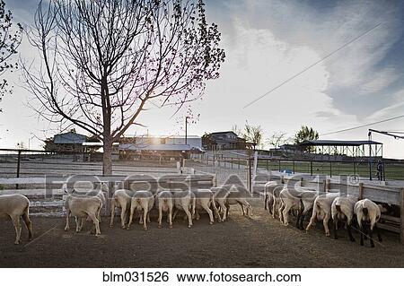 Stock Photograph - Sheep feeding in pen on farm. Fotosearch