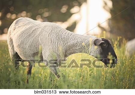 Stock Image - Sheep grazing in field. Fotosearch