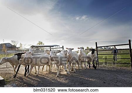 Stock Image - Sheep herding into pen on farm. Fotosearch