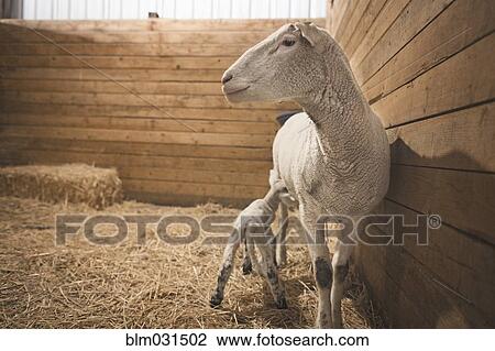 Stock Image - Sheep nursing lamb in barn. Fotosearch