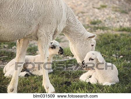 Stock Photo - Sheep nuzzling lambs in field on farm. Fotosearch