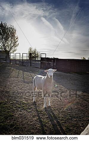 Stock Photo - Sheep standing in pen on farm. Fotosearch