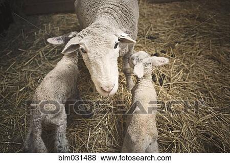 Sheep standing over lambs in barn View Large Photo Image Stock Photo - Sheep standing over lambs in barn. Fotosearch