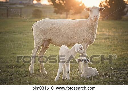 Stock Image - Sheep standing over lambs in field on farm. Fotosearch