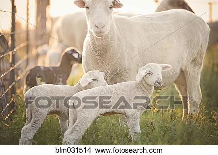 Picture - Sheep standing over lambs on farm. Fotosearch