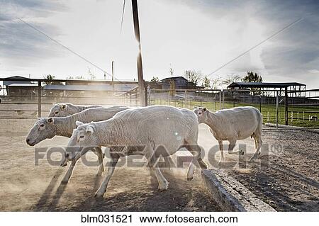 Sheep walking in pen on farm View Large Photo Image Stock Image - Sheep walking in pen on farm. Fotosearch