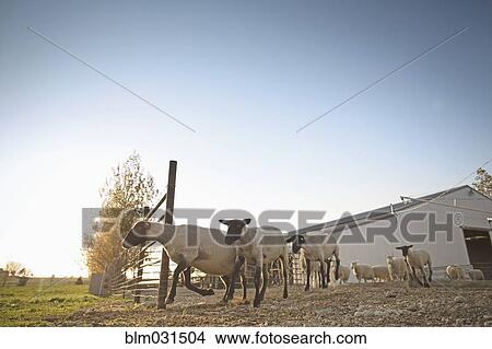 Picture - Sheep walking into field on farm. Fotosearch