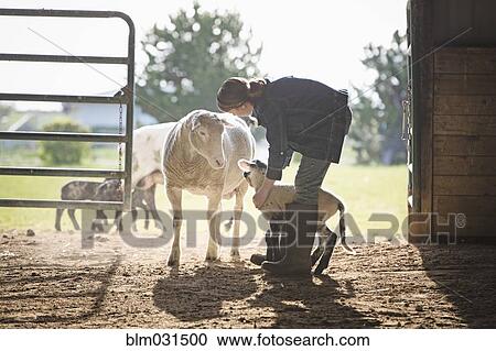 Sheep watching mixed race girl petting lamb in barn View Large Photo Image Stock Image - Sheep watching mixed race girl petting lamb in barn. Fotosearch