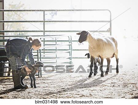 Stock Photo - Sheep watching mixed race girl petting lamb in barn. Fotosearch