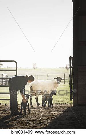 Sheep watching mixed race girl petting lamb in barn View Large Photo Image Stock Photo - Sheep watching mixed race girl petting lamb in barn. Fotosearch