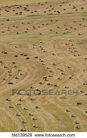 Stock Photo - Aerial view of hay bales in rural field. Fotosearch