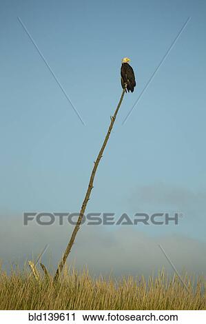 Stock Image - Bald eagle perched on stick against blue sky. Fotosearch