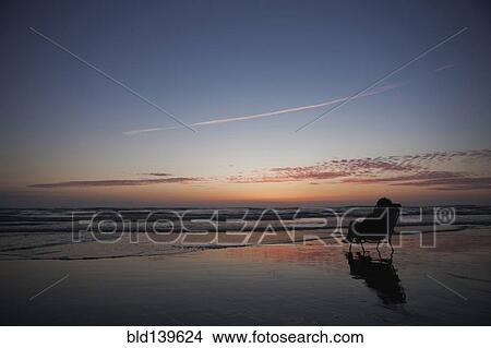 Picture - Caucasian girl in deck chair overlooking sunset on beach. Fotosearch