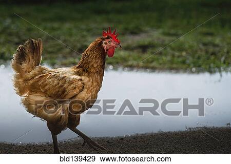 Chicken walking near pond View Large Photo Image Stock Photo - Chicken walking near pond. Fotosearch