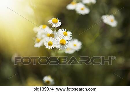 Close up of daisies outdoors View Large Photo Image Picture - Close up of daisies outdoors. Fotosearch