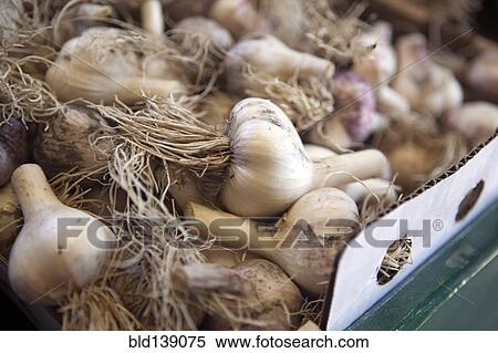Stock Photography - Close up of garlic bulbs for sale. Fotosearch