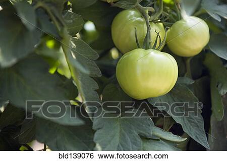 Stock Photograph - Close up of green tomatoes on vine. Fotosearch