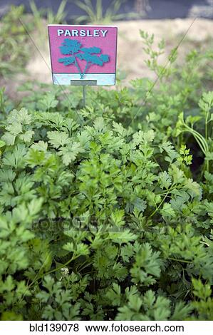 Stock Photo - Close up of parsley growing outdoors. Fotosearch