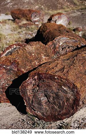 Close up of petrified logs, Petrified Forest National Park, Arizona, United States View Large Photo Image Stock Photo - Close up of petrified logs, Petrified Forest National Park, Arizona, United States. Fotosearch
