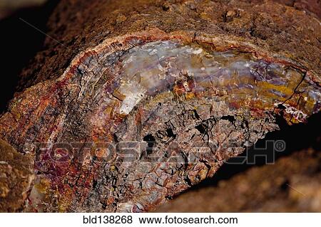 Close up of petrified stump, Petrified Forest National Park, Arizona, United States View Large Photo Image Stock Photo - Close up of petrified stump, Petrified Forest National Park, Arizona, United States. Fotosearch