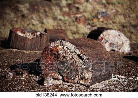 Close up of petrified stumps, Petrified Forest National Park, United States View Large Photo Image Picture - Close up of petrified stumps, Petrified Forest National Park, United States. Fotosearch