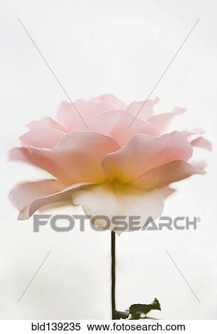 Close up of pink rose View Large Photo Image Stock Photography - Close up of pink rose. Fotosearch