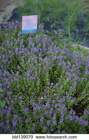 Stock Photo - Close up of thyme growing outdoors. Fotosearch