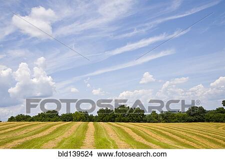 Picture - Crop field under blue sky in rural landscape. Fotosearch