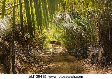 Dirt path in lush forest View Large Photo Image Stock Photography - Dirt path in lush forest. Fotosearch