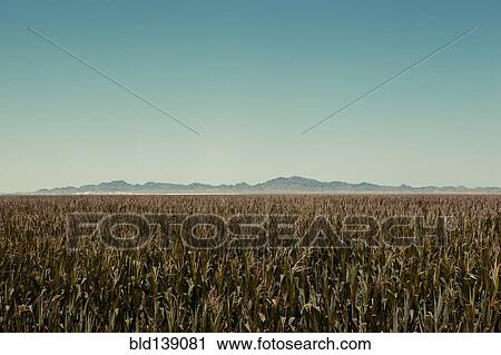 Stock Image - Field of corn in rural landscape. Fotosearch