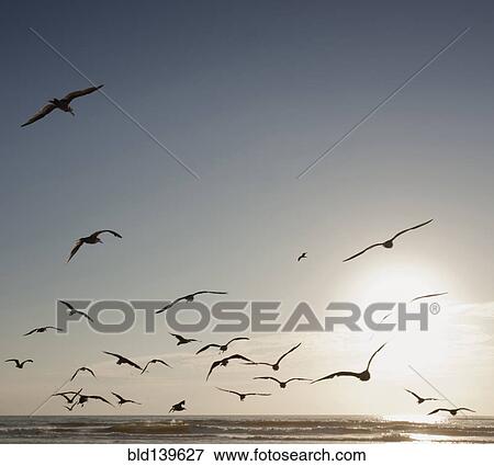 Stock Photo - Flock of seagulls flying over beach. Fotosearch