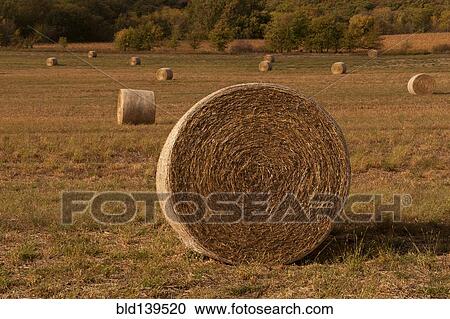 Hay bales in crop field in rural landscape View Large Photo Image Stock Image - Hay bales in crop field in rural landscape. Fotosearch