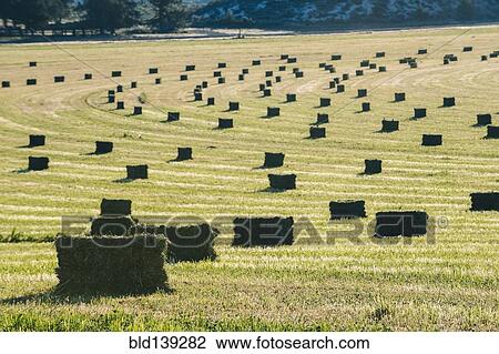 Stock Image - Hay bales in field in rural landscape. Fotosearch