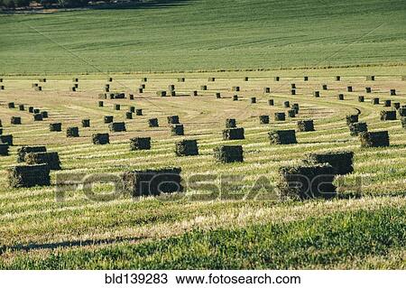 Stock Image - Hay bales in field in rural landscape. Fotosearch
