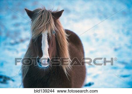 Picture - Horse standing in snowy field. Fotosearch
