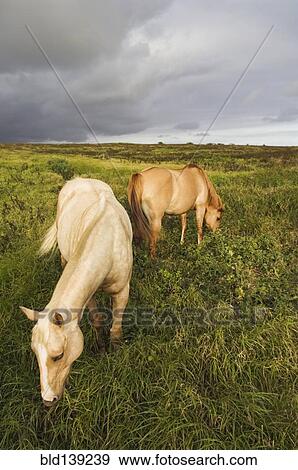 Horses grazing in rural field View Large Photo Image Stock Photo - Horses grazing in rural field. Fotosearch