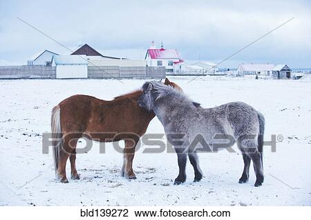 Horses nuzzling in snowy rural field View Large Photo Image Stock Image - Horses nuzzling in snowy rural field. Fotosearch