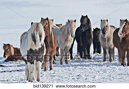 Stock Image - Horses standing in snowy field. Fotosearch