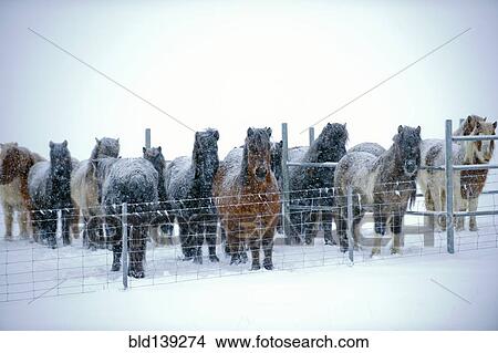 Horses standing in snowy pen View Large Photo Image Picture - Horses standing in snowy pen. Fotosearch
