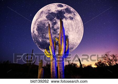 Illuminated cacti growing under full moon in desert View Large Photo Image Stock Image - Illuminated cacti growing under full moon in desert. Fotosearch