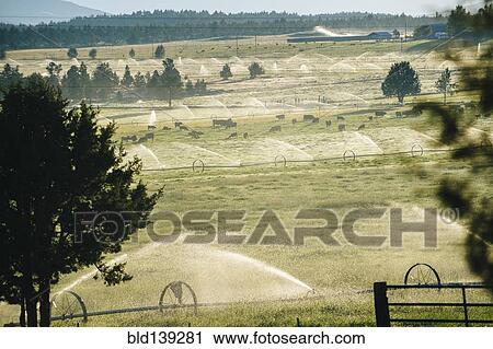 Irrigation system watering crop fields in rural landscape View Large Photo Image Stock Image - Irrigation system watering crop fields in rural landscape. Fotosearch