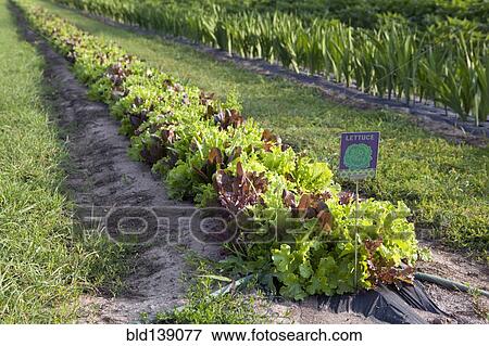 Stock Photo - Lettuce plants in bed at farm. Fotosearch