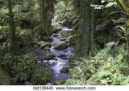 Stock Photography - River flowing through lush forest. Fotosearch